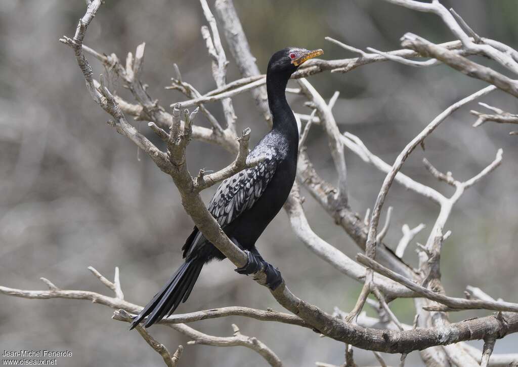 Cormoran africainadulte nuptial, pigmentation