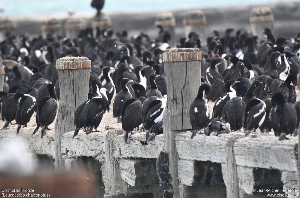 Otago Shag