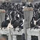 Cormoran bronzé