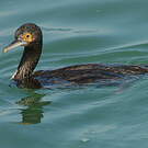 Cormoran de Bougainville