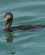 Guanay Cormorant