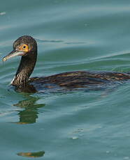 Cormoran de Bougainville