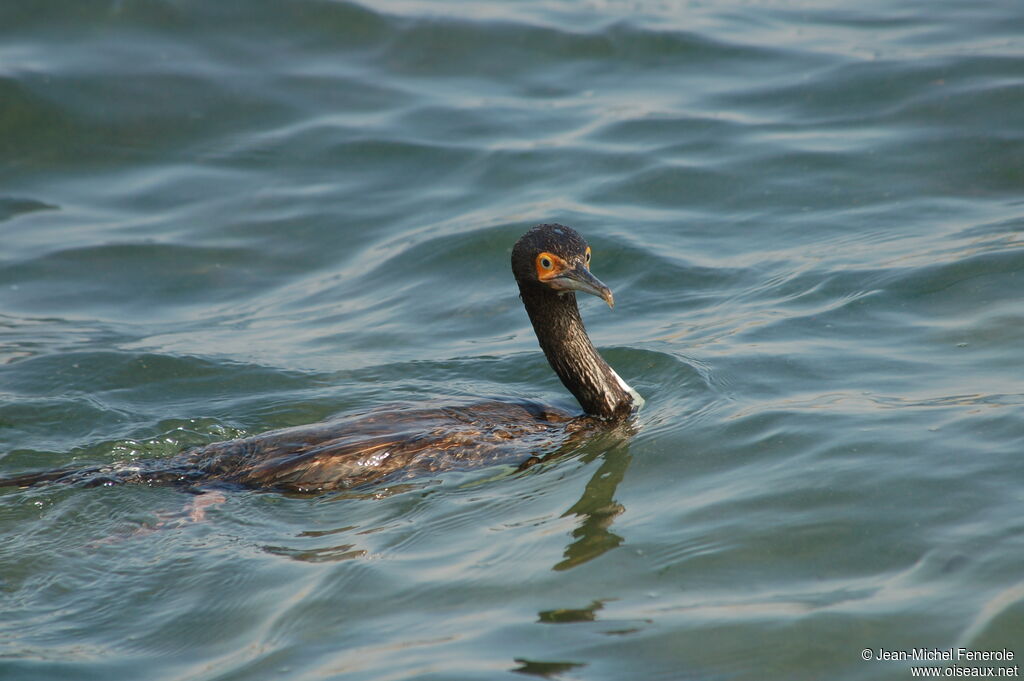 Cormoran de Bougainvilleimmature