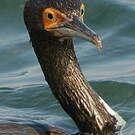 Cormoran de Bougainville