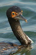 Guanay Cormorant