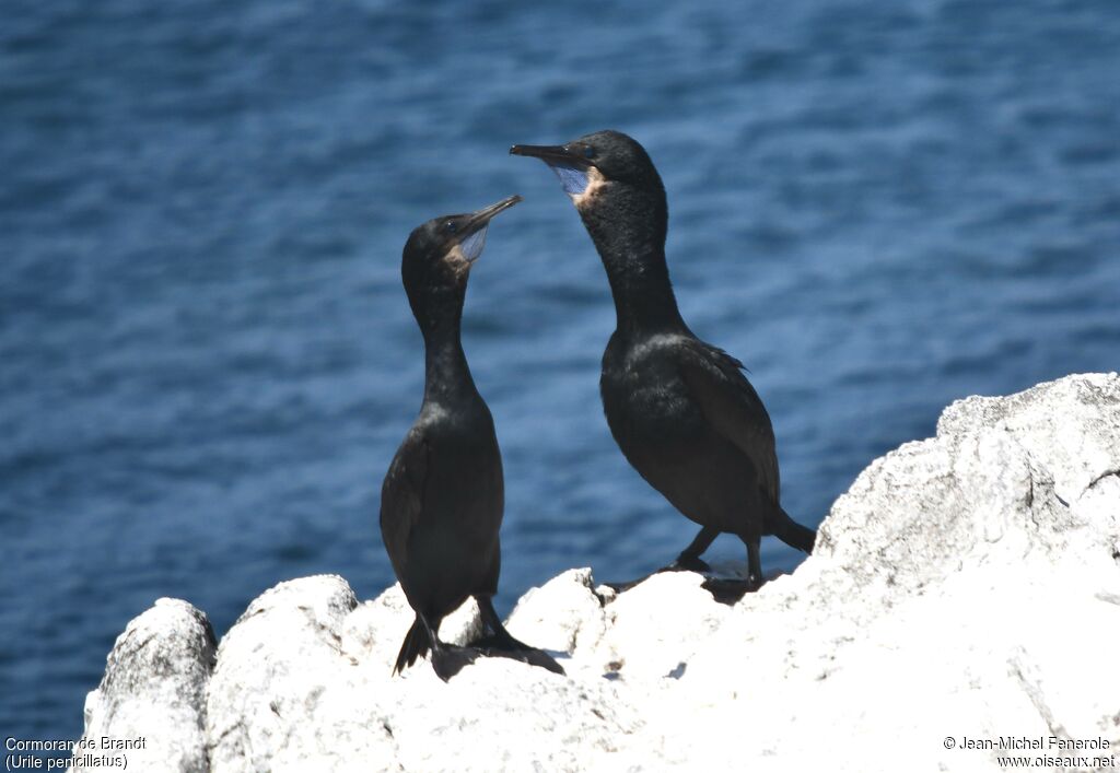 Cormoran de Brandt