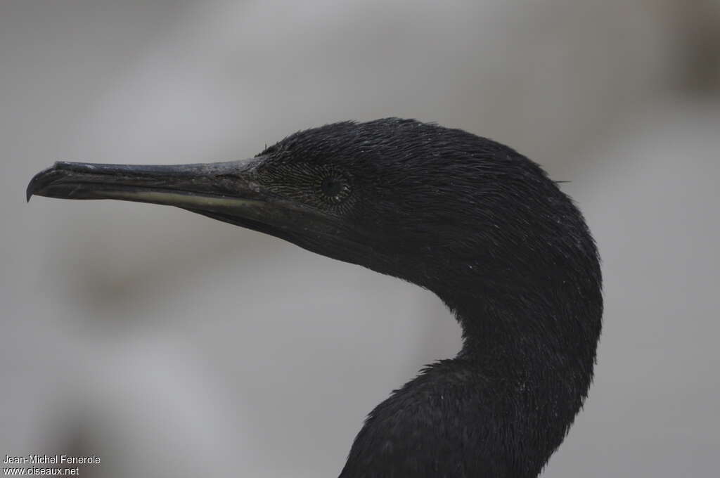 Socotra Cormorantsubadult, close-up portrait