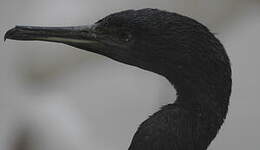 Cormoran de Socotra