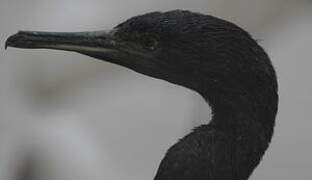 Socotra Cormorant