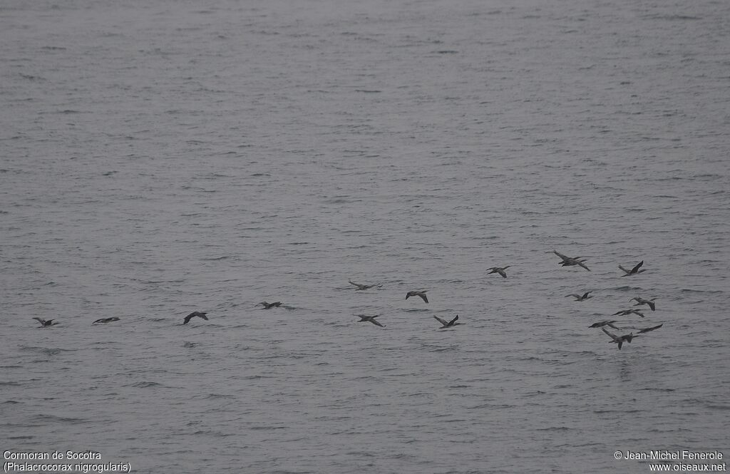 Socotra Cormorant