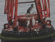 Socotra Cormorant