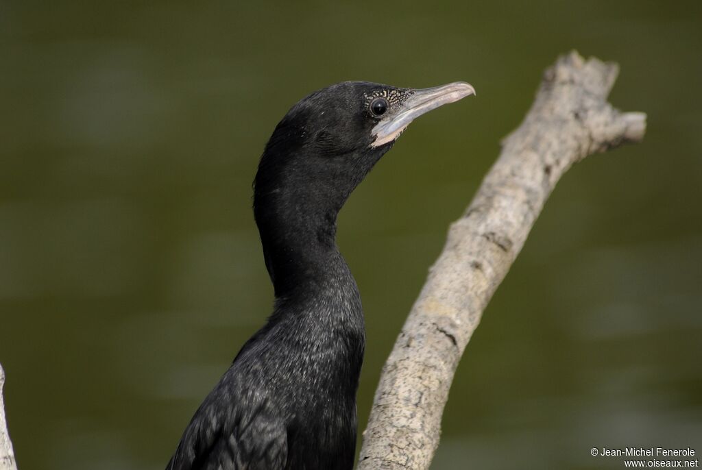 Cormoran de Vieillot