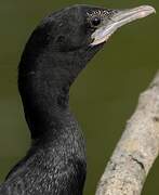 Cormoran de Vieillot