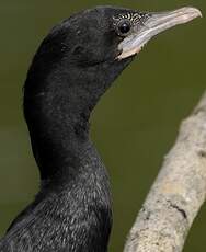 Cormoran de Vieillot