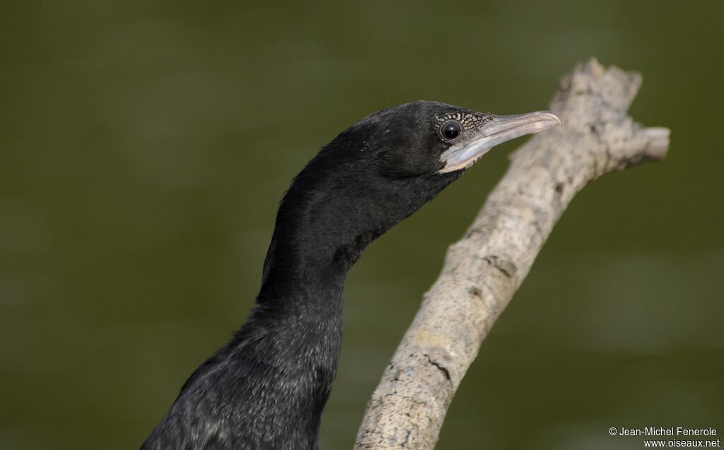 Little Cormorant