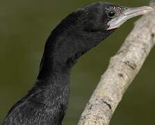 Cormoran de Vieillot