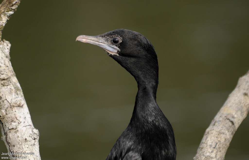 Cormoran de Vieillotadulte, portrait