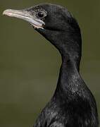 Little Cormorant