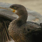 Cormoran du Cap