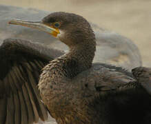 Cormoran du Cap