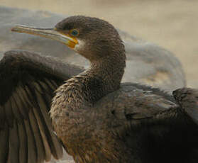 Cormoran du Cap