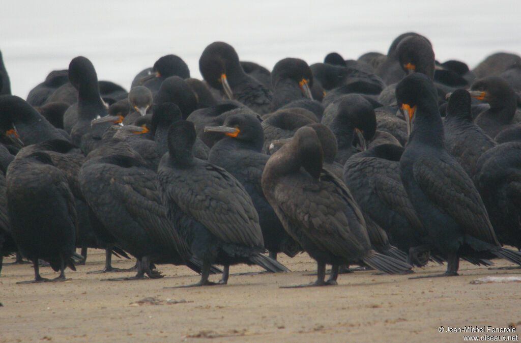 Cormoran du Capadulte