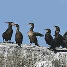 Cormoran du Cap