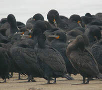 Cape Cormorant