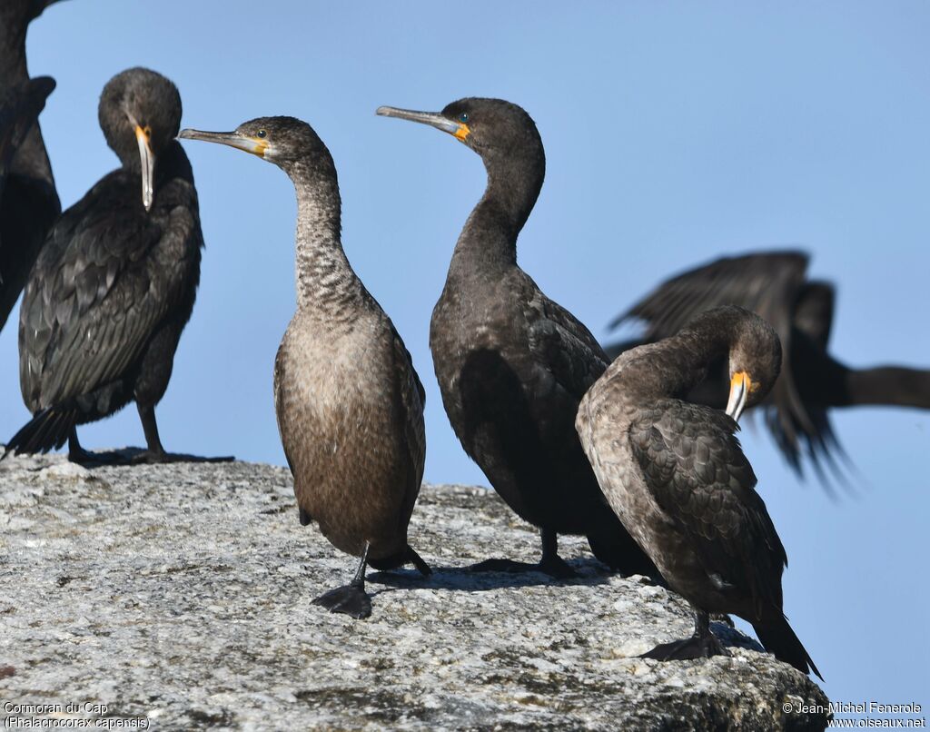 Cormoran du Cap