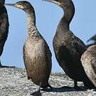 Cormoran du Cap
