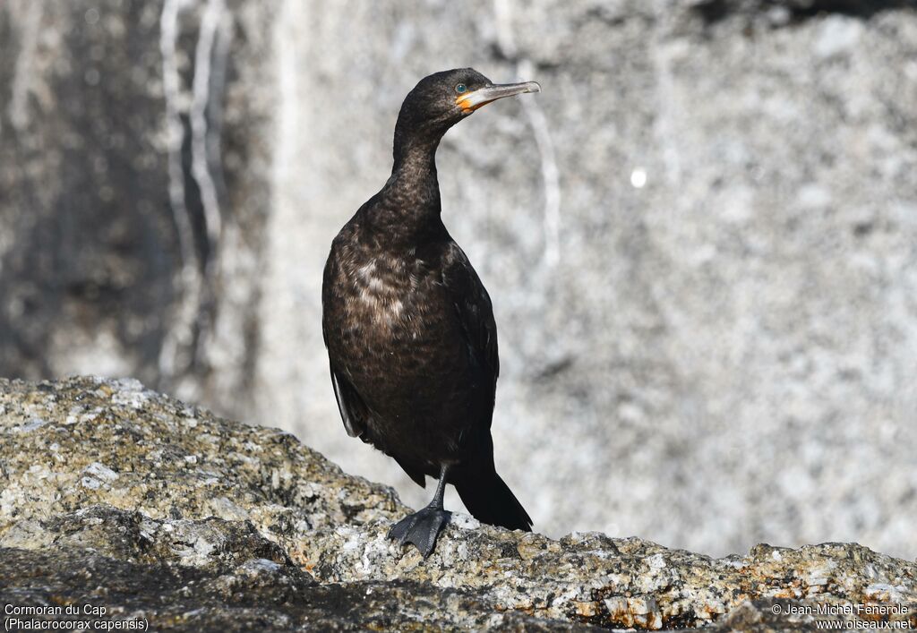 Cormoran du Cap