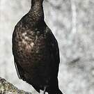 Cormoran du Cap