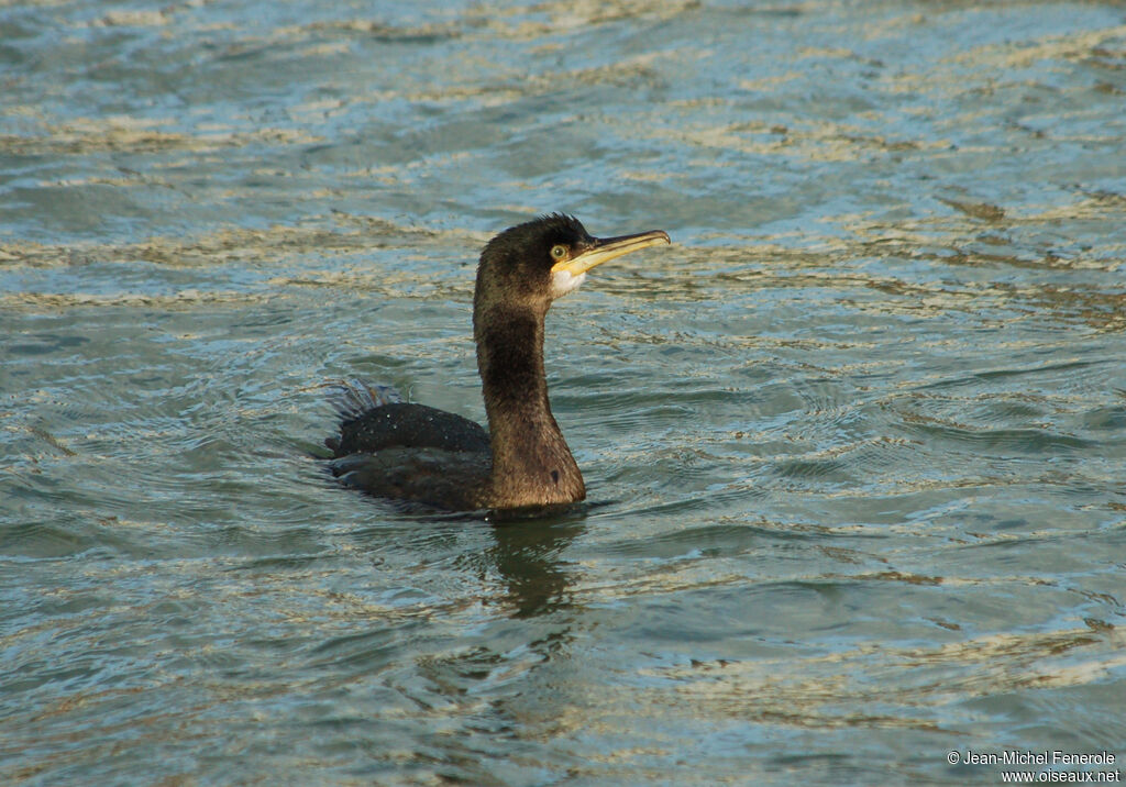 Cormoran huppé