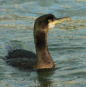 European Shag