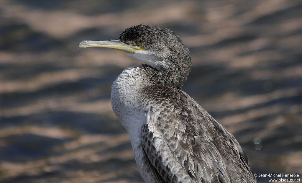 European Shag