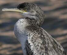 European Shag