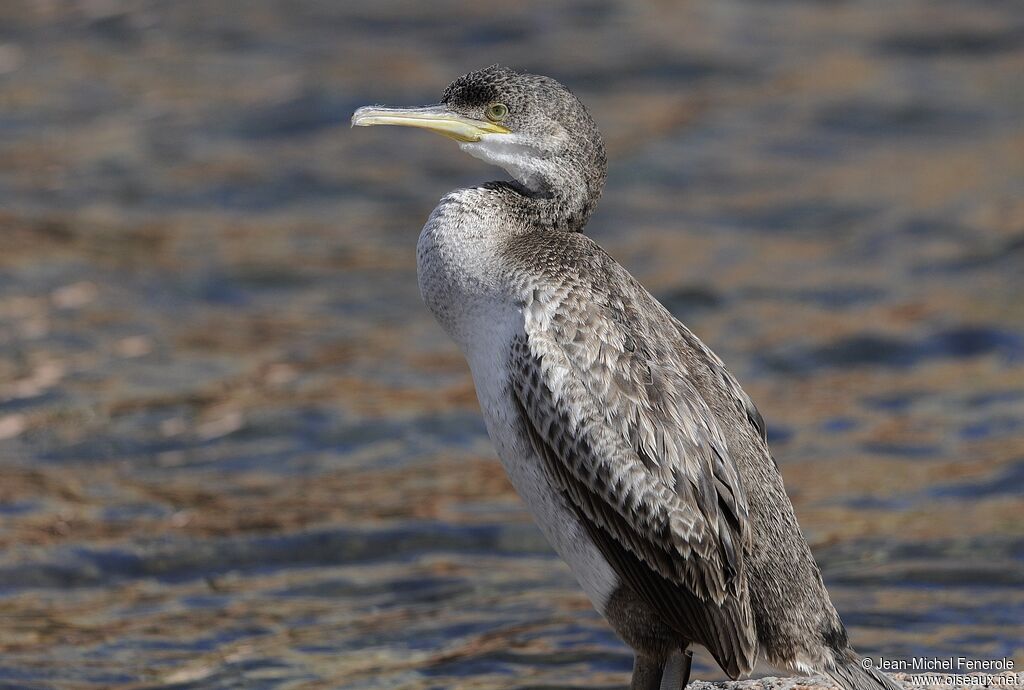 European Shag