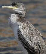 European Shag