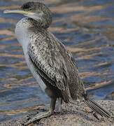 European Shag