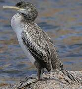 European Shag