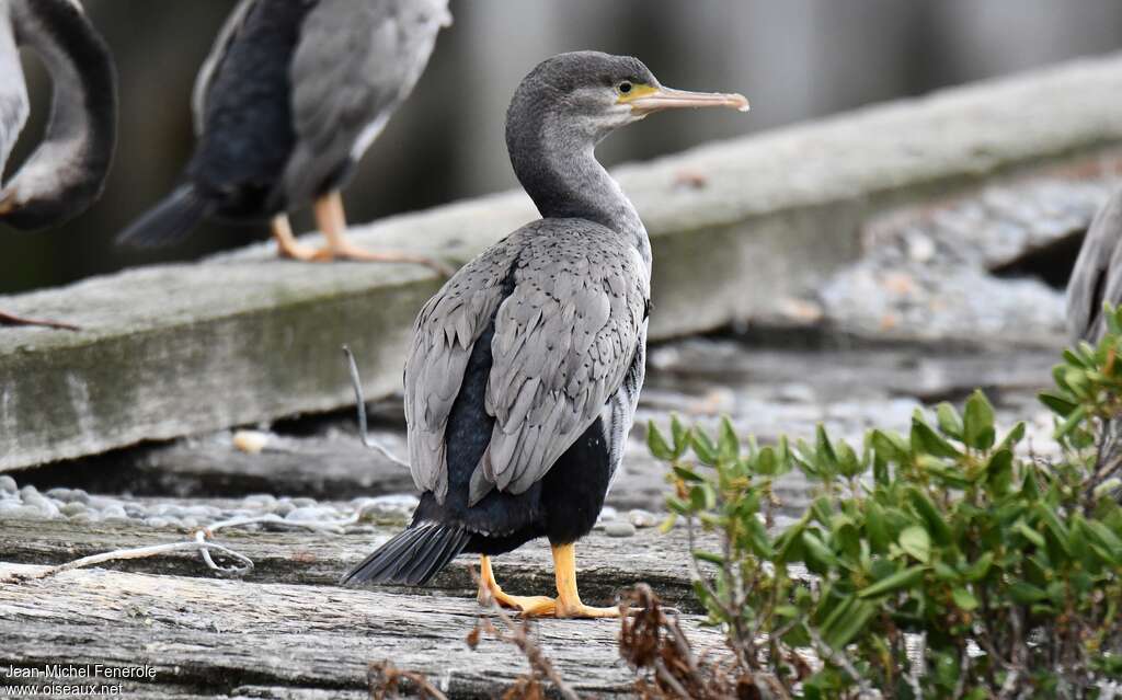 Spotted Shagadult post breeding