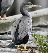 Spotted Shag