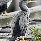 Cormoran moucheté