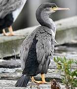 Spotted Shag