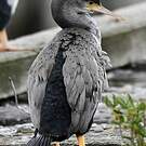 Cormoran moucheté
