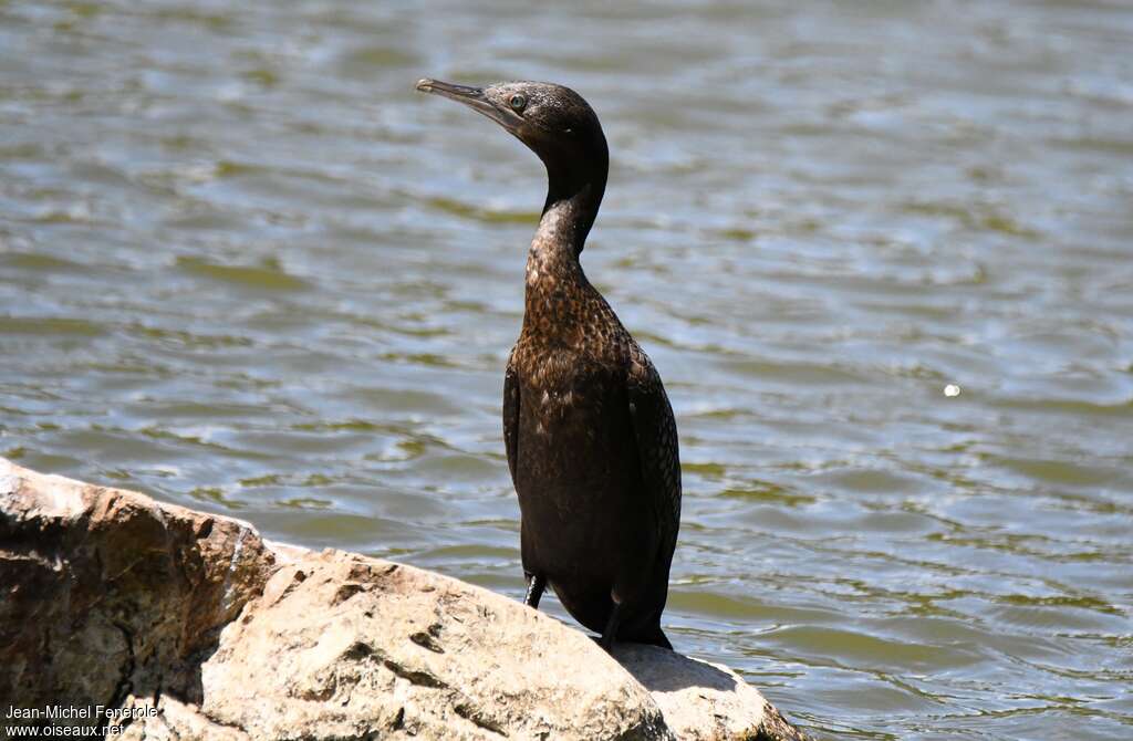 Cormoran noirimmature, identification