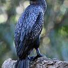 Cormoran noir