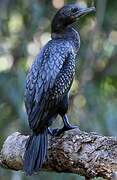 Little Black Cormorant