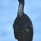 Cormoran pélagique
