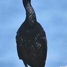 Cormoran pélagique